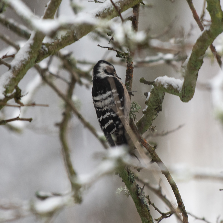 Lesser spotted woodpecker